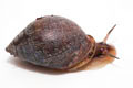Pythia scarabaeus Unawatuna, Sri Lanka adult